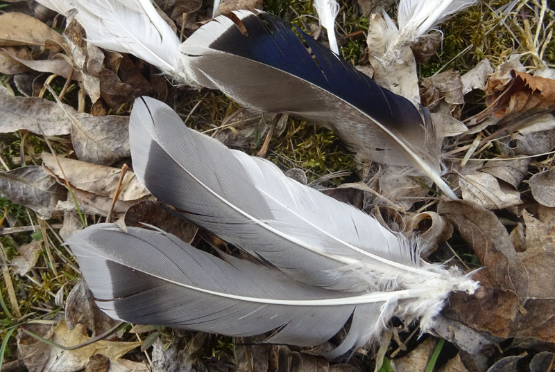 penne di Anas Platyrhynchos (Germano reale) - Anatidae